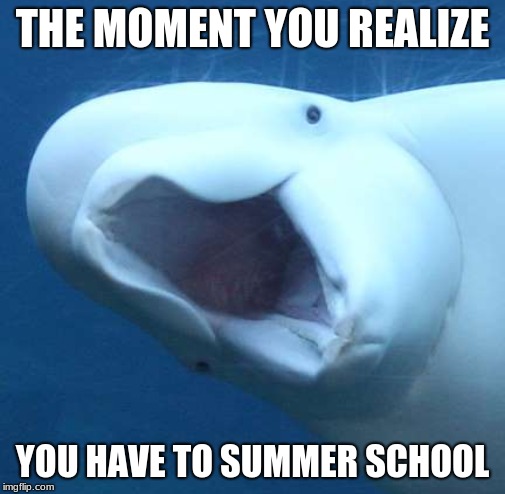 suprised beluga whale | THE MOMENT YOU REALIZE; YOU HAVE TO SUMMER SCHOOL | image tagged in suprised beluga whale,memes | made w/ Imgflip meme maker