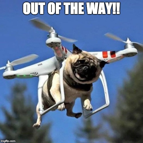 Flying Pug | OUT OF THE WAY!! | image tagged in flying pug | made w/ Imgflip meme maker