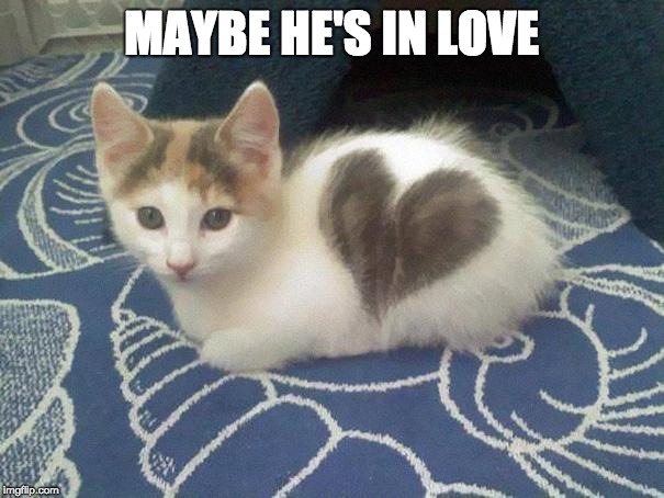 cute cat heart | MAYBE HE'S IN LOVE | image tagged in cute cat heart | made w/ Imgflip meme maker