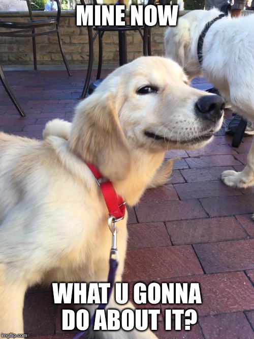 Smug Dog | MINE NOW WHAT U GONNA DO ABOUT IT? | image tagged in smug dog | made w/ Imgflip meme maker