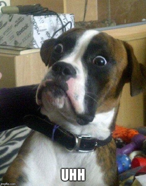 Surprised Dog | UHH | image tagged in surprised dog | made w/ Imgflip meme maker
