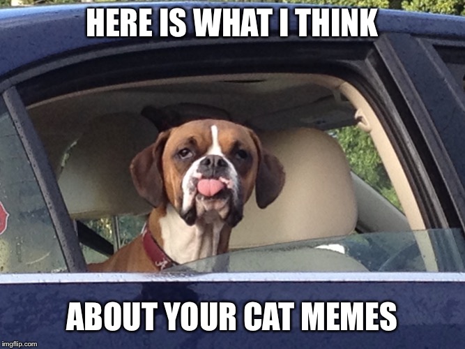 He isn’t a fan of cats.  | HERE IS WHAT I THINK; ABOUT YOUR CAT MEMES | image tagged in dog,doggo,doggo week,disrespect | made w/ Imgflip meme maker