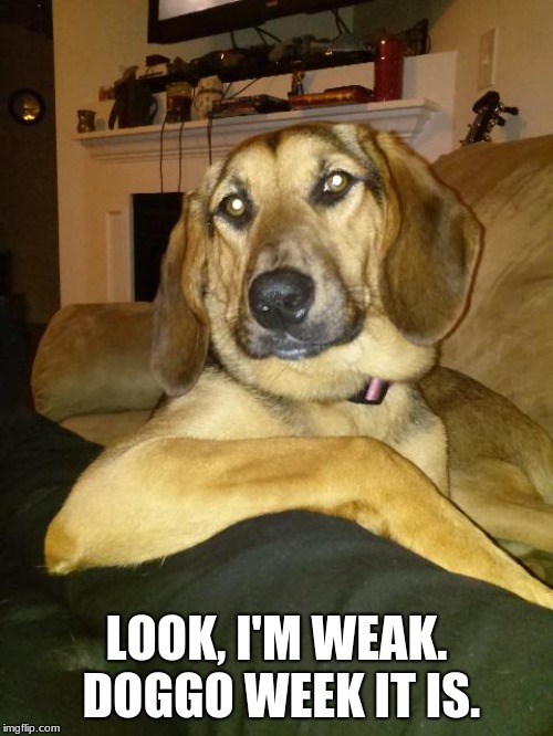 The Most Interesting Dog In The World | LOOK, I'M WEAK. DOGGO WEEK IT IS. | image tagged in the most interesting dog in the world,doggo week | made w/ Imgflip meme maker
