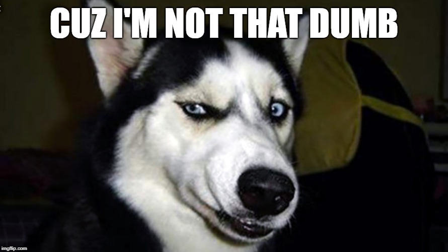 Disgusted dog | CUZ I'M NOT THAT DUMB | image tagged in disgusted dog | made w/ Imgflip meme maker