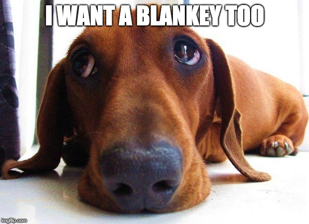 Sad dachshund  | I WANT A BLANKEY TOO | image tagged in sad dachshund | made w/ Imgflip meme maker