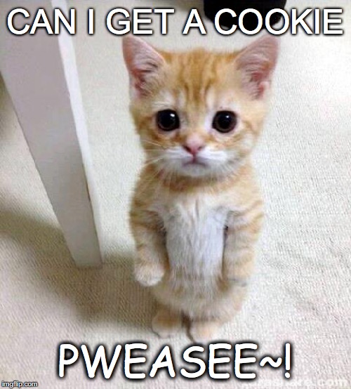 Cute Cat Meme | CAN I GET A COOKIE; PWEASEE~! | image tagged in memes,cute cat | made w/ Imgflip meme maker