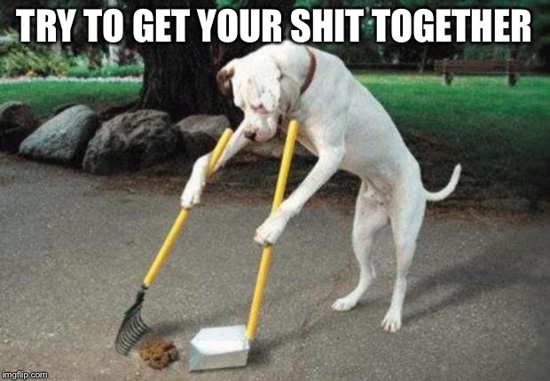 Dog poop | TRY TO GET YOUR SHIT TOGETHER | image tagged in dog poop | made w/ Imgflip meme maker
