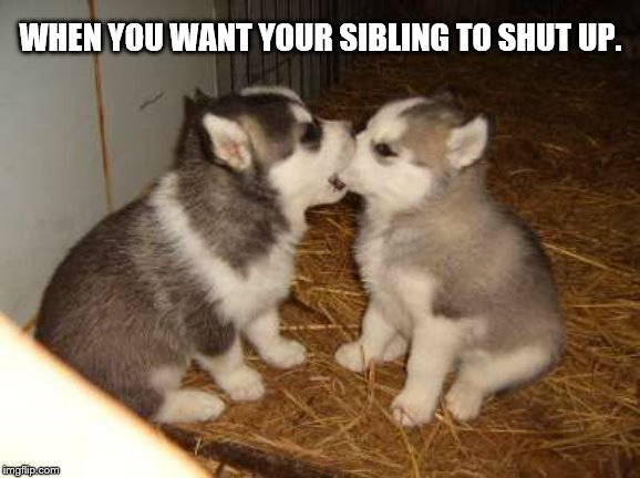 When you want your sibling to shut up. | WHEN YOU WANT YOUR SIBLING TO SHUT UP. | image tagged in puppies,cute,meme,funny,doggo week,husky | made w/ Imgflip meme maker