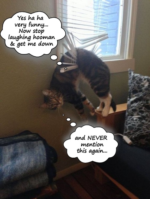 Blindsided. | Yes ha ha very funny... Now stop laughing hooman & get me down; and NEVER mention this again... | image tagged in cats,funny cats,oops,caught in the act | made w/ Imgflip meme maker