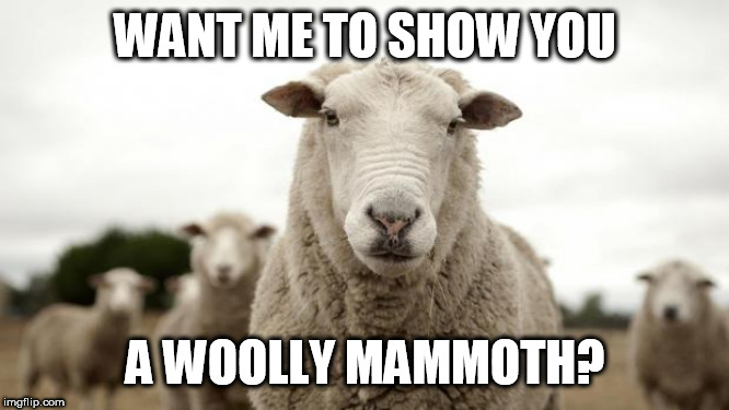 Sheep | WANT ME TO SHOW YOU; A WOOLLY MAMMOTH? | image tagged in sheep | made w/ Imgflip meme maker