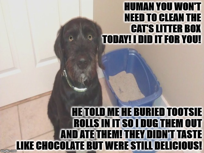 HUMAN YOU WON'T NEED TO CLEAN THE CAT'S LITTER BOX TODAY! I DID IT FOR YOU! HE TOLD ME HE BURIED TOOTSIE ROLLS IN IT SO I DUG THEM OUT AND ATE THEM! THEY DIDN'T TASTE LIKE CHOCOLATE BUT WERE STILL DELICIOUS! | image tagged in tootsie rolls | made w/ Imgflip meme maker