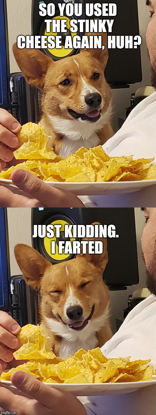 SO YOU USED THE STINKY CHEESE AGAIN, HUH? JUST KIDDING. I FARTED | image tagged in smart corgi | made w/ Imgflip meme maker