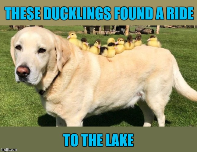 Doggo Week March 10-16 (A Blaze_the_Blaziken and 1forpiece event) | THESE DUCKLINGS FOUND A RIDE; TO THE LAKE | image tagged in memes,duckling,doggo week,cute | made w/ Imgflip meme maker