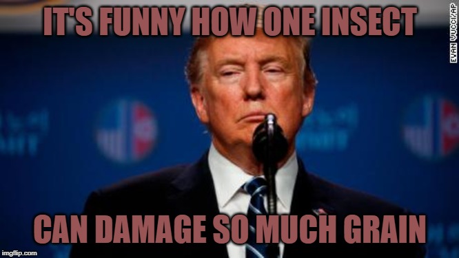 IT'S FUNNY HOW ONE INSECT; CAN DAMAGE SO MUCH GRAIN | image tagged in donald trump,politics | made w/ Imgflip meme maker