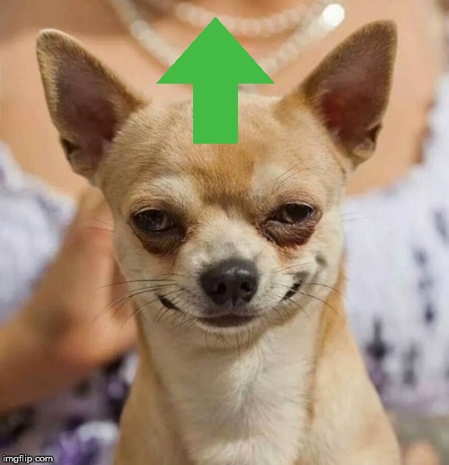 Stoner Dog | image tagged in stoner dog | made w/ Imgflip meme maker