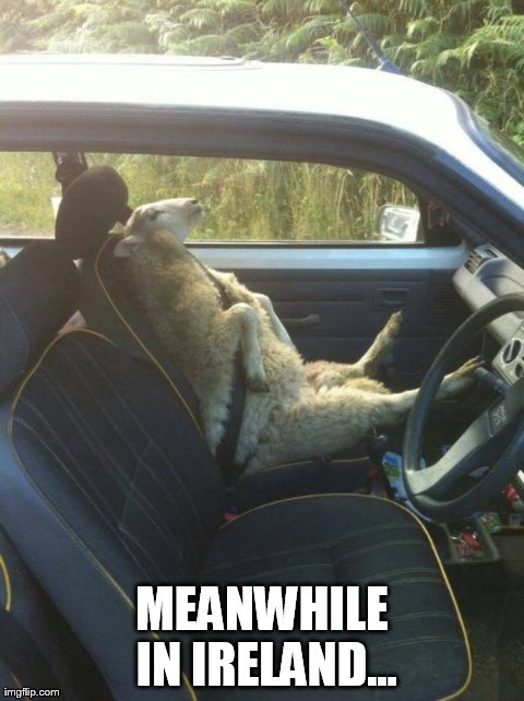 image tagged in meanwhile in,ireland,funny,animals | made w/ Imgflip meme maker