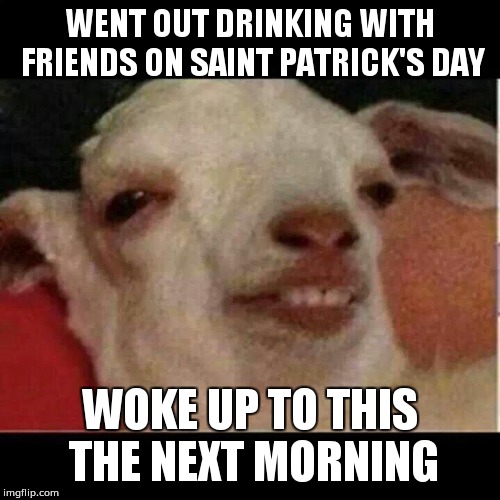 Drunk goat | WENT OUT DRINKING WITH FRIENDS ON SAINT PATRICK'S DAY; WOKE UP TO THIS THE NEXT MORNING | image tagged in drunk goat | made w/ Imgflip meme maker