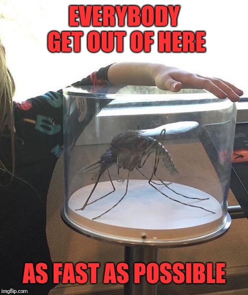 Alaskan Mosquito | EVERYBODY GET OUT OF HERE AS FAST AS POSSIBLE | image tagged in alaskan mosquito | made w/ Imgflip meme maker