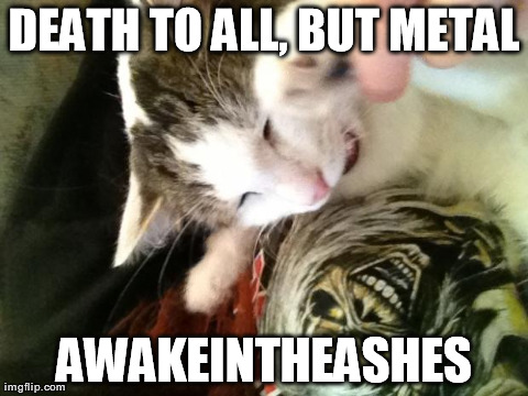 DEATH TO ALL, BUT METAL AWAKEINTHEASHES | image tagged in heavy metal cat | made w/ Imgflip meme maker