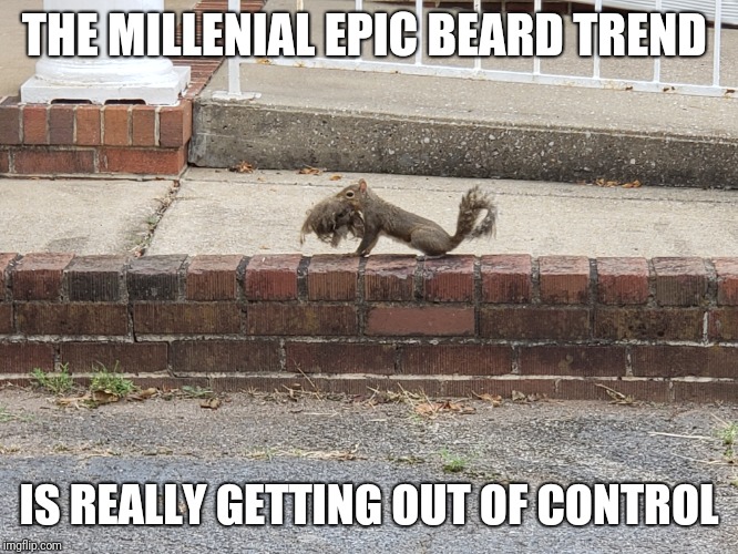 Epic beard squirrell | THE MILLENIAL EPIC BEARD TREND; IS REALLY GETTING OUT OF CONTROL | image tagged in squirrel,beard,bad pun dog,grumpy cat | made w/ Imgflip meme maker