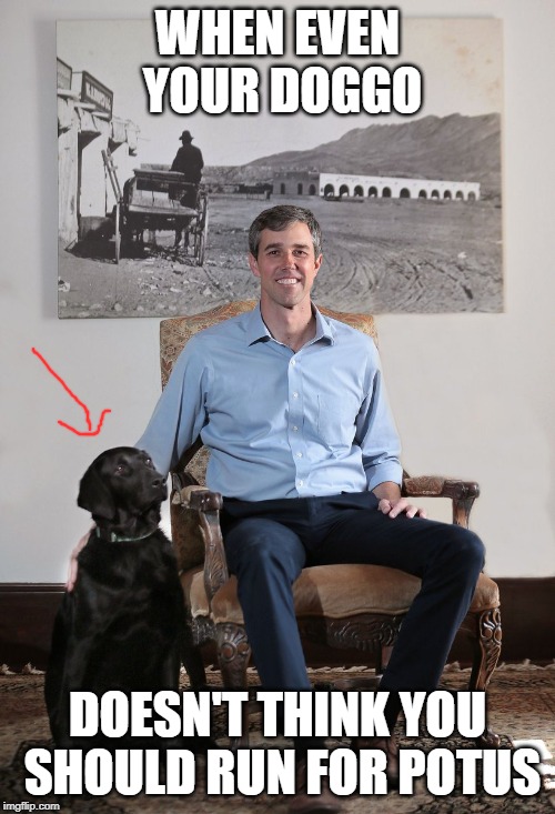 Look at that poor doggo's face! Says it all! XD | WHEN EVEN YOUR DOGGO; DOESN'T THINK YOU SHOULD RUN FOR POTUS | image tagged in beto,dog,doggo,doggo week,potus | made w/ Imgflip meme maker
