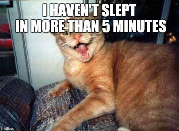 crazy cat | I HAVEN'T SLEPT IN MORE THAN 5 MINUTES | image tagged in crazy cat | made w/ Imgflip meme maker