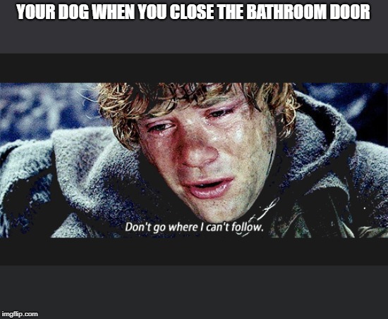 dont go where i cant follow | YOUR DOG WHEN YOU CLOSE THE BATHROOM DOOR | image tagged in dont go where i cant follow | made w/ Imgflip meme maker