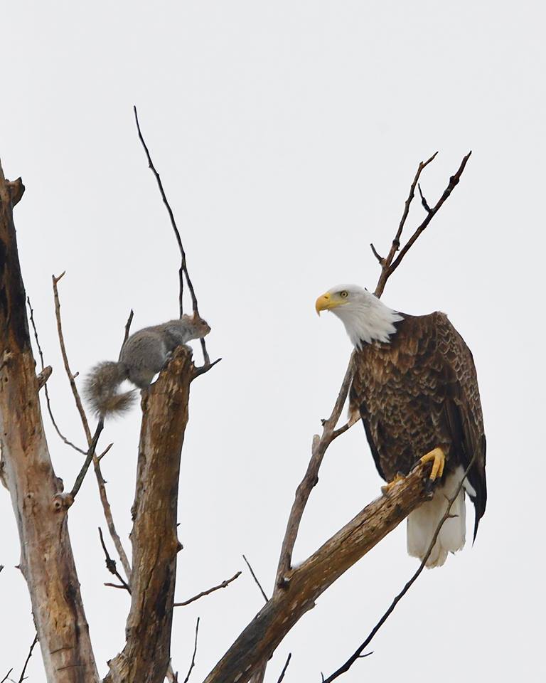 High Quality squirrel faces down Eagle Blank Meme Template