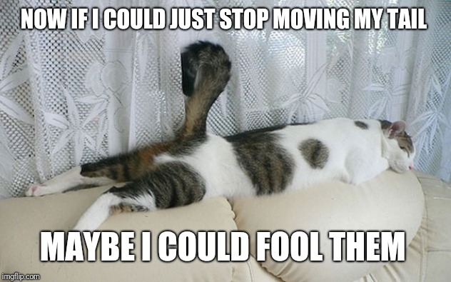 funny sleeping cat | NOW IF I COULD JUST STOP MOVING MY TAIL MAYBE I COULD FOOL THEM | image tagged in funny sleeping cat | made w/ Imgflip meme maker