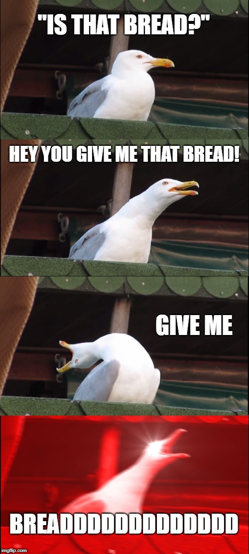 bread | "IS THAT BREAD?"; HEY YOU GIVE ME THAT BREAD! GIVE ME; BREADDDDDDDDDDDDD | image tagged in memes,inhaling seagull | made w/ Imgflip meme maker