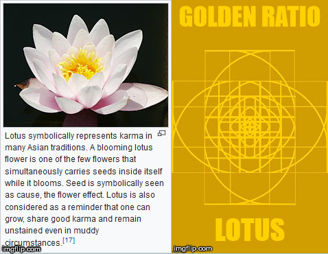 Karma Lotus | image tagged in karma,lotus,the golden ratio | made w/ Imgflip meme maker