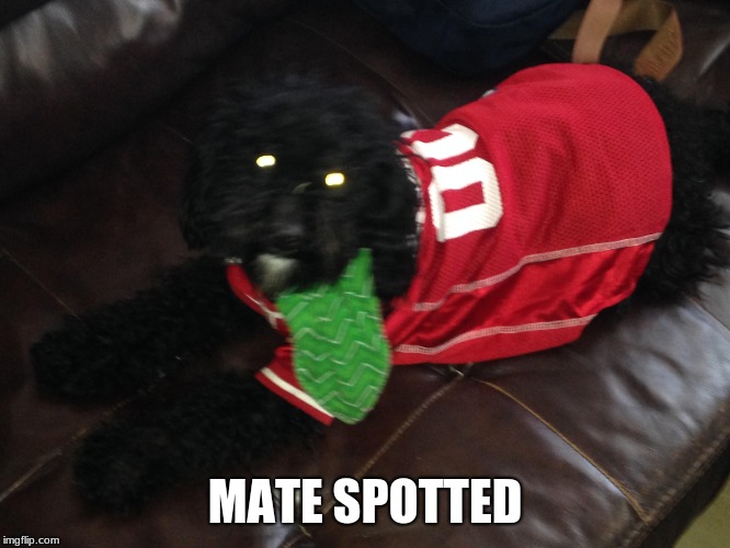 MATE SPOTTED | made w/ Imgflip meme maker