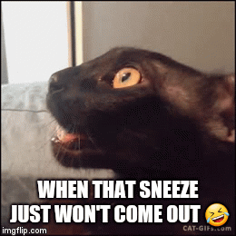 WHEN THAT SNEEZE JUST WON'T COME OUT 🤣 | image tagged in gifs | made w/ Imgflip video-to-gif maker