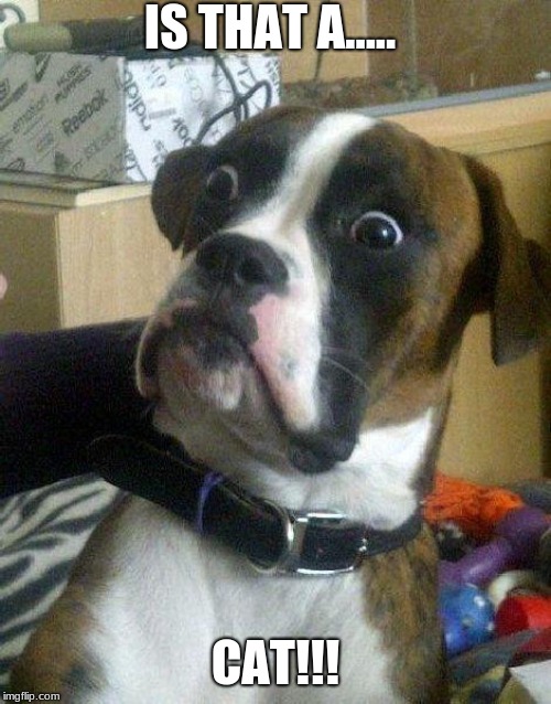 Surprised Dog | IS THAT A..... CAT!!! | image tagged in surprised dog | made w/ Imgflip meme maker