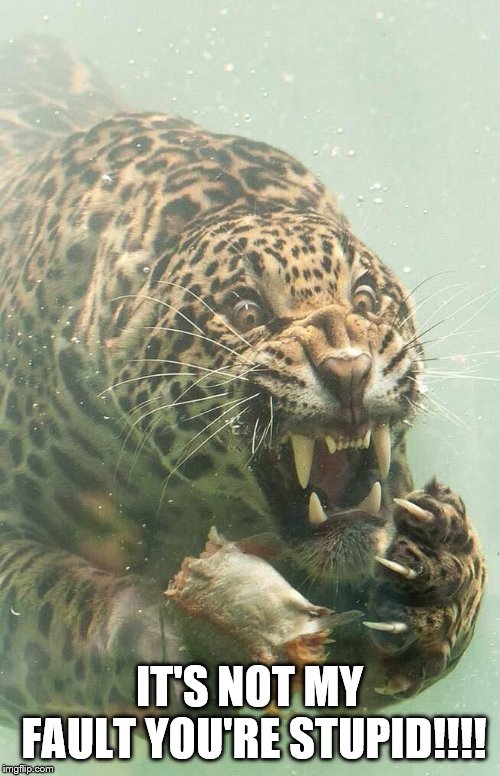 Underwater Jaguar | IT'S NOT MY FAULT YOU'RE STUPID!!!! | image tagged in underwater jaguar | made w/ Imgflip meme maker