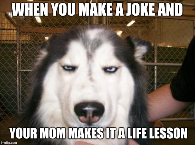 Annoyed Dog |  WHEN YOU MAKE A JOKE AND; YOUR MOM MAKES IT A LIFE LESSON | image tagged in annoyed dog | made w/ Imgflip meme maker