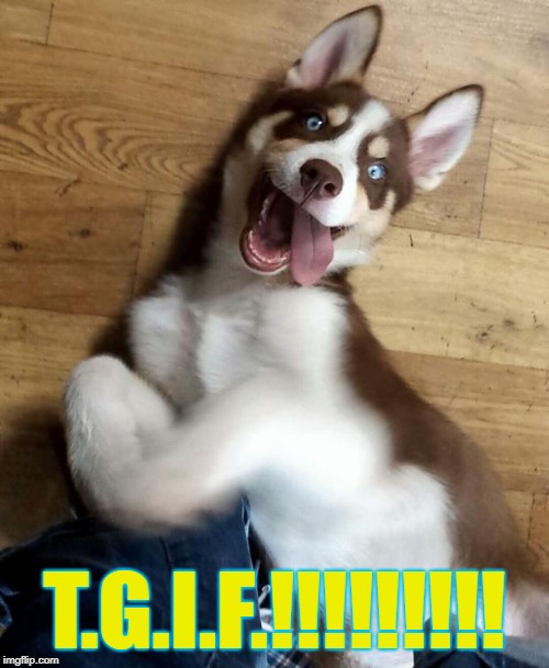 puppy | T.G.I.F.!!!!!!!!! | image tagged in puppy | made w/ Imgflip meme maker