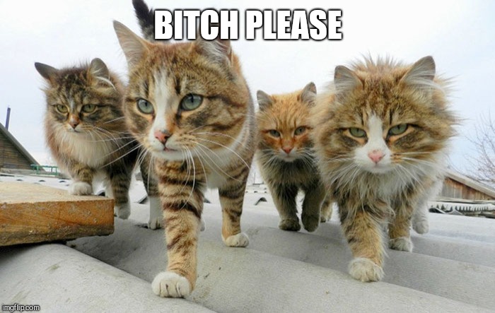 Cat gang | B**CH PLEASE | image tagged in cat gang | made w/ Imgflip meme maker