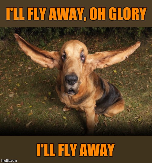 Doggo Week March 10-16 (A Blaze_the_Blaziken and 1forpiece event) |  I'LL FLY AWAY, OH GLORY; I'LL FLY AWAY | image tagged in memes,doggo week,ill fly away,song lyrics,big ears,dogs | made w/ Imgflip meme maker