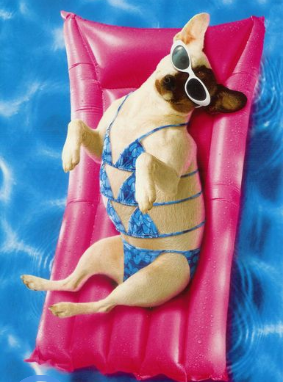 High Quality Bikini dog Blank Meme Template