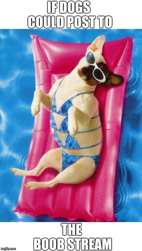 Bikini dog | IF DOGS COULD POST TO; THE BOOB STREAM | image tagged in bikini dog | made w/ Imgflip meme maker