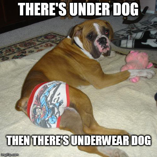 doggo week? | THERE'S UNDER DOG; THEN THERE'S UNDERWEAR DOG | image tagged in dogs,underwear,memes,funny | made w/ Imgflip meme maker