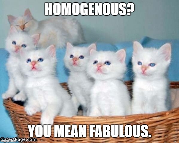 White Cute Kittens | HOMOGENOUS? YOU MEAN FABULOUS. | image tagged in white cute kittens | made w/ Imgflip meme maker