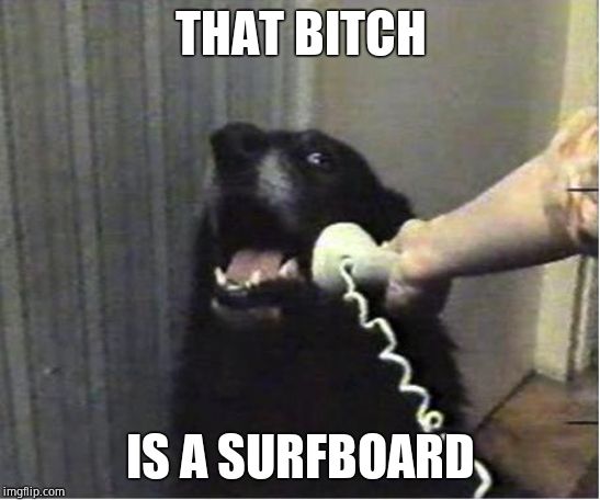 Yes this is dog | THAT B**CH IS A SURFBOARD | image tagged in yes this is dog | made w/ Imgflip meme maker