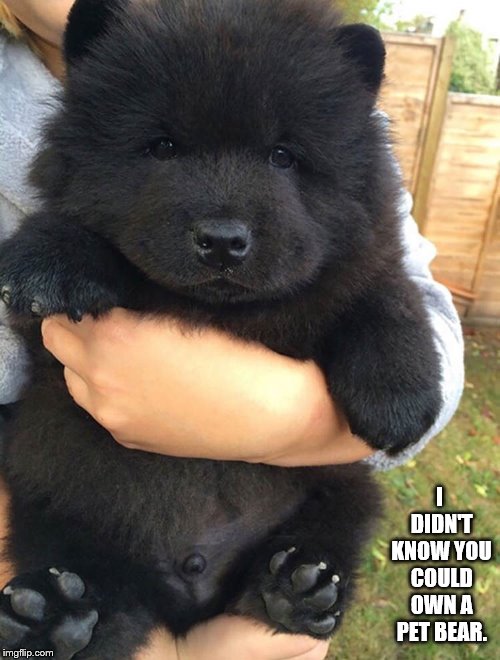 I didn't know you could own a pet bear. | I DIDN'T KNOW YOU COULD OWN A PET BEAR. | image tagged in puppy,cute,meme,doggo,pupper,doggo week | made w/ Imgflip meme maker