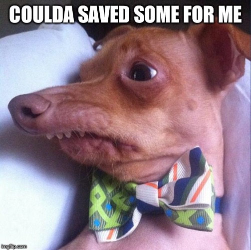 Tuna the dog (Phteven) | COULDA SAVED SOME FOR ME | image tagged in tuna the dog phteven | made w/ Imgflip meme maker