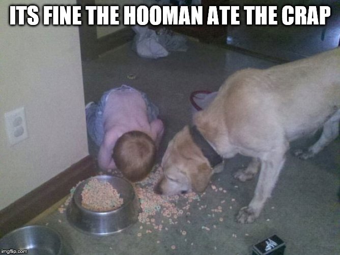 Dog food kid | ITS FINE THE HOOMAN ATE THE CRAP | image tagged in dog food kid | made w/ Imgflip meme maker