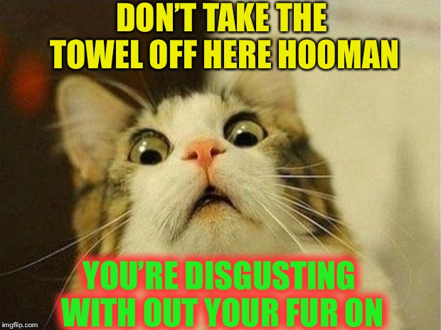 Want the cat off the bed ?PRESTO ! | DON’T TAKE THE TOWEL OFF HERE HOOMAN; YOU’RE DISGUSTING WITH OUT YOUR FUR ON | image tagged in scared cat,naked,ewwww,shower,towel,wtf hooman | made w/ Imgflip meme maker