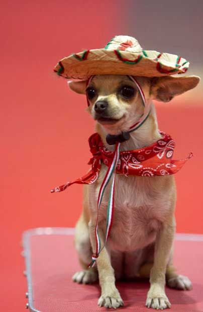 Spanish Chihuahua Blank Meme Template