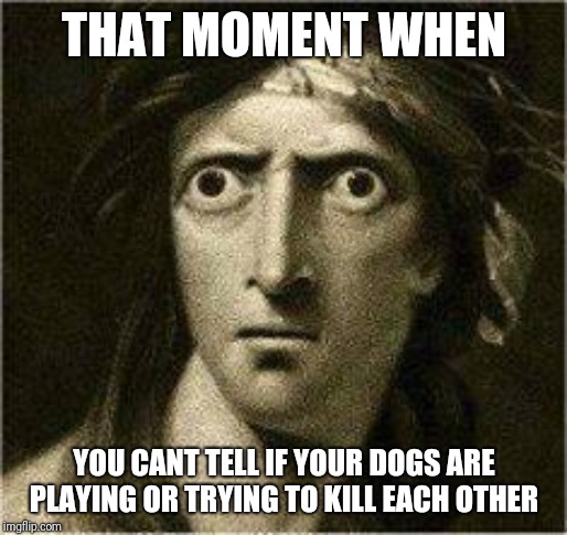 that moment when | THAT MOMENT WHEN; YOU CANT TELL IF YOUR DOGS ARE PLAYING OR TRYING TO KILL EACH OTHER | image tagged in that moment when | made w/ Imgflip meme maker